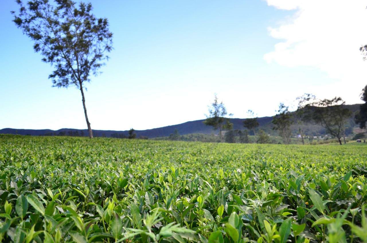 Yensfield Blackpool Nuwara Eliya Kültér fotó
